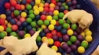 Golden Retriever Puppies Having A Ball In The Ball Pit