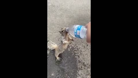 Squirrel Asks for a Water