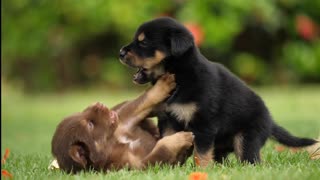 Cute Kitten And Puppy Funny Video