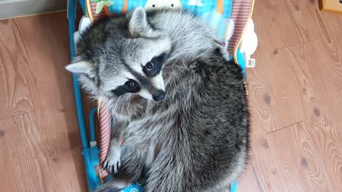 Pet raccoon chills out in the baby bouncer