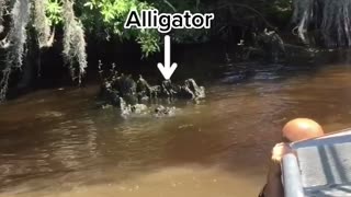 Swamp Man Throws Massive Wild Alligator