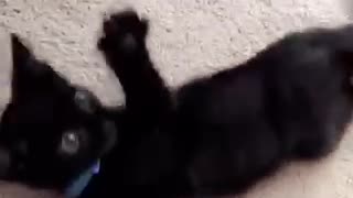 Woman plays with small black kitten