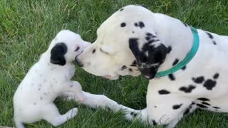 Dalmatian dad adorably plays with his son
