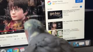 Parrot sings along to 'Harry Potter' theme song
