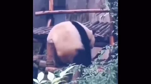 Watch a Panda Try To Scratch An Itch