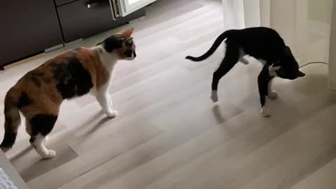So funny! Kitten Remi plays with older sister Sammy