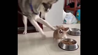 Watch Husky playing with cute adorable puppy