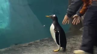 Penguin Goes Back to the Pool