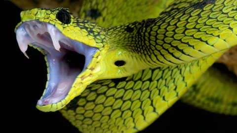 The Most Horrifying Serpent Tale: Robert E. Howard's "The Dream Snake"