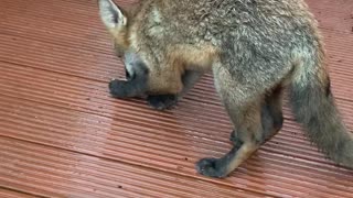 Friendly Fox Gets a Hand-Fed Treat