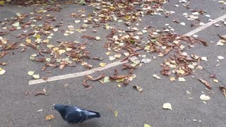 Leaves and pigeons