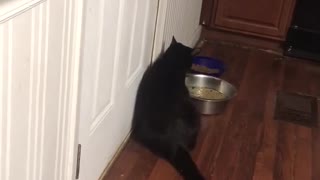 Cat makes it crystal clear it wants to go outside