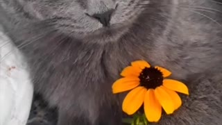 Beautiful video with the look of a cat.