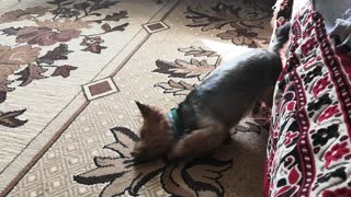 Toy terrier amuses after a shower