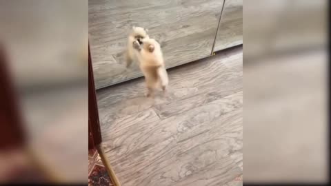 Funny animals - cute baby dogs