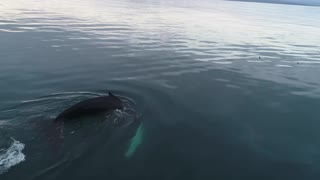 A moment of a huge whale diving into the depths