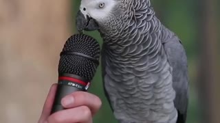 Talking Parrot with mic