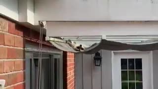 Ridiculous Racoon Yawning on the Awning