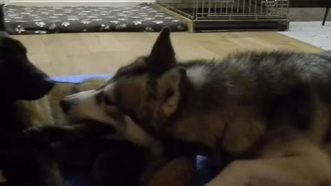 Husky uses dog leg as chew toy