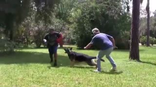 How to make a dog aggressive with few simple steps