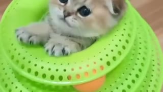 Kitten Hides Inside Favourite Toy