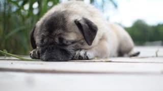 Pup dog adorable sleeping 🥰🥰🥰