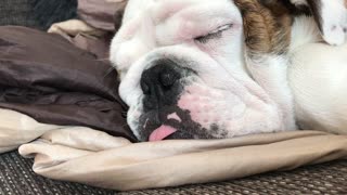 English Bulldog has impressively loud snore