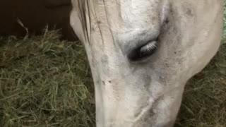 Horse eating grass lol