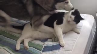 Husky hugging cat in bed