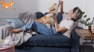 Dog playing with Woman