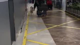 Excited Jack Russells Greet Owner In Airport Arrivals Lounge