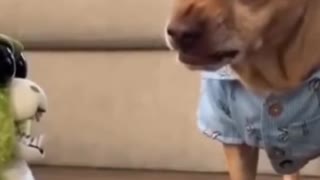 Funny DOG and Toy