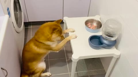 Spiritual dog bows his head in prayer before meal