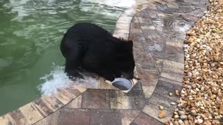 Wolf, Lion and Bear Play Together in Pool