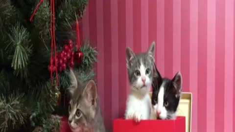 Three Small Kittens Are Playing Inside of Christmas Present Box