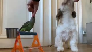 Parrot and dog performing synchronized tricks together