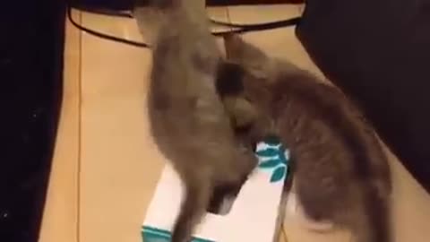Kittens playing in a Tissue Box