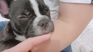 Adorable puppy sleeping on his arm