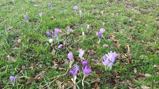 Beautiful Early Spring Crocus Flowers