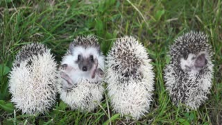 Baby Hedgehogs Are Adorable Balls Of Cuteness