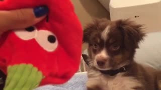 Little dog plays with strawberry toy and shakes hand
