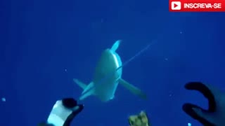 incredible shark attack