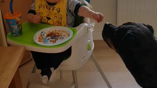 Boy Shares Dinner With Friendly Rottweiler