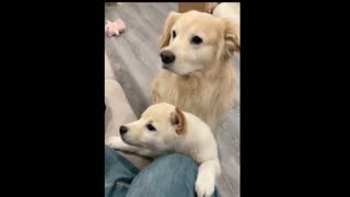 Friendly Goldie Gets A New Puppy Friend