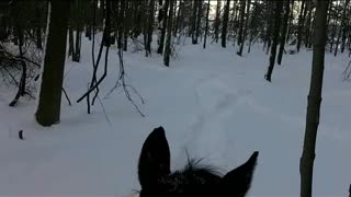 Winter Trail Ride with Morningstar