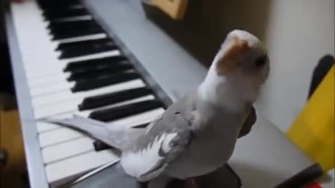 Singing cockatiel can't stop whistling for piano practice