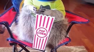 Orphaned Raccoon Enjoys Snacks in Cute Outfits