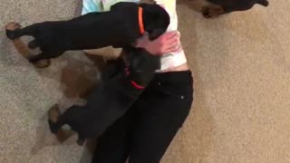 Doberman pack attacks little girl Puppy Attack!