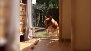 Funny Dogs Moments.