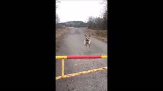 Dog fails jumping over fence [poor dog]